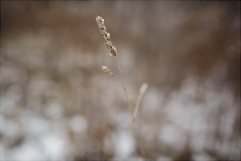 Engagement Session Hunter's Creek East Aurora Wedding Photographers