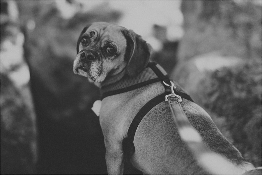 dogs are allowed at garden of the gods